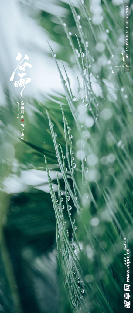 谷雨节气海报
