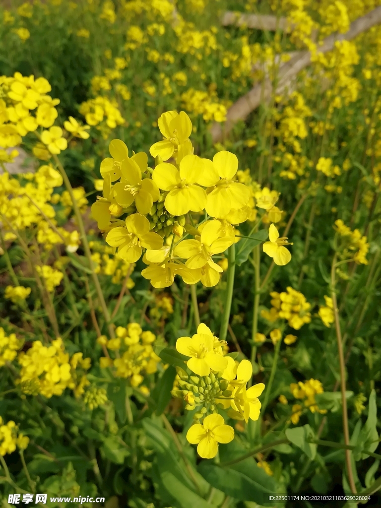 油菜花特写