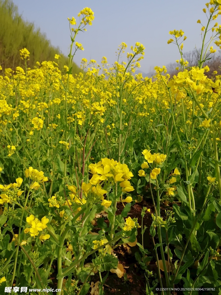 油菜花