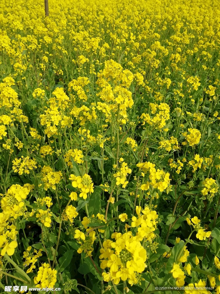 油菜花