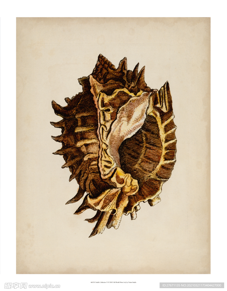 海洋贝壳海螺古典装饰画