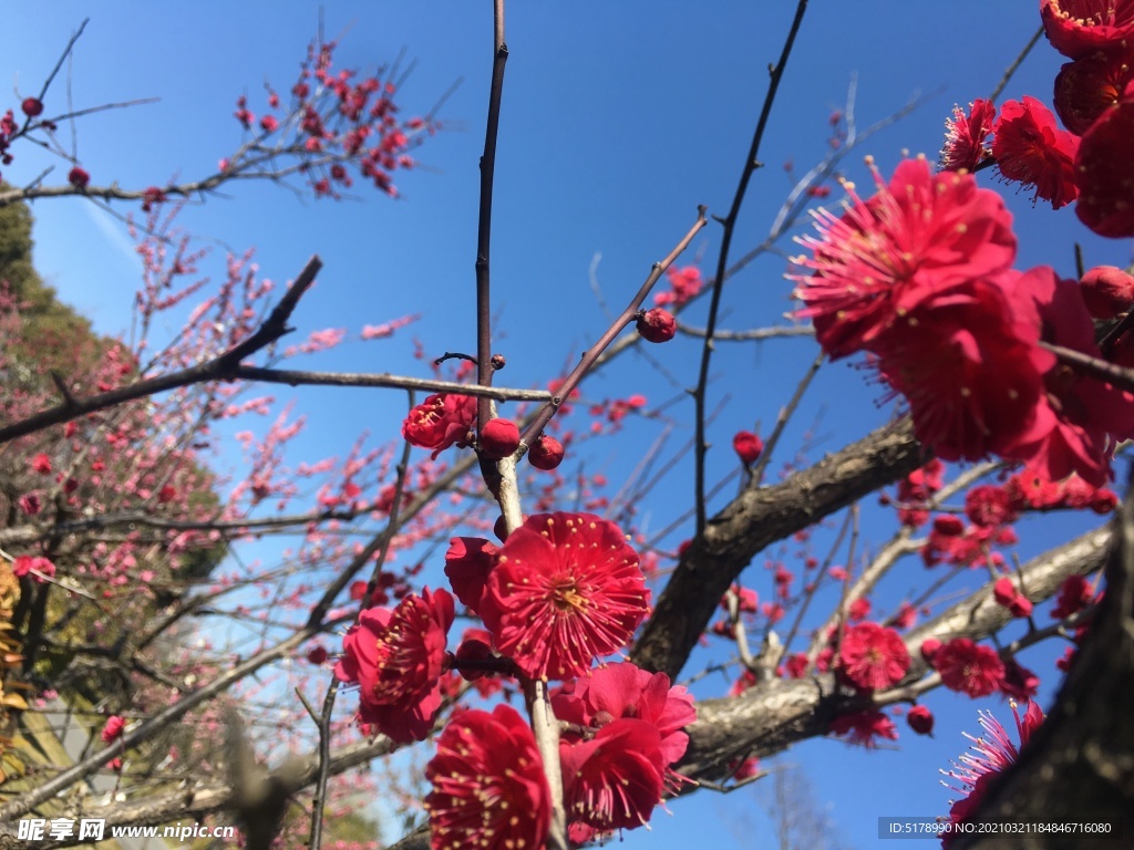梅
