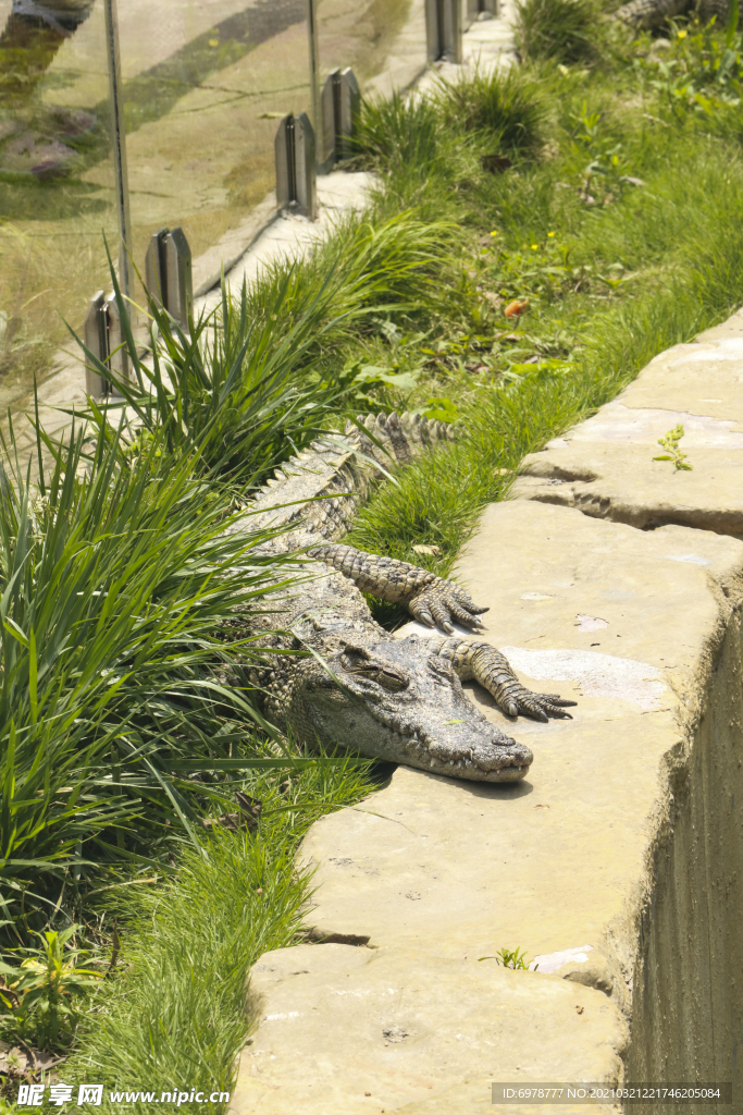 鳄鱼