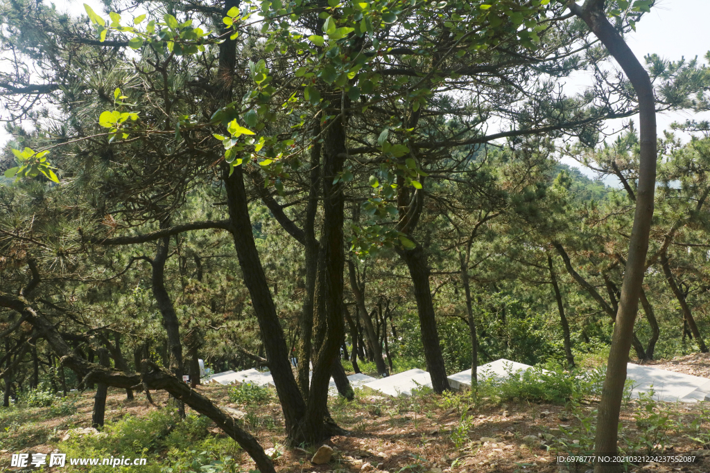 山林