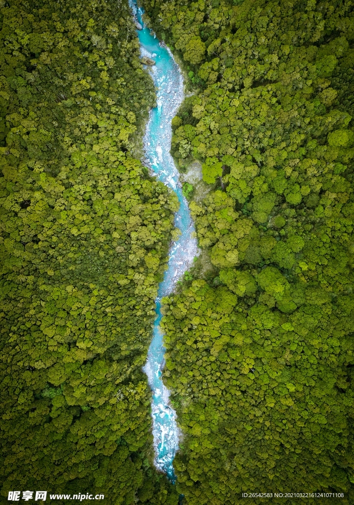 俯瞰森林