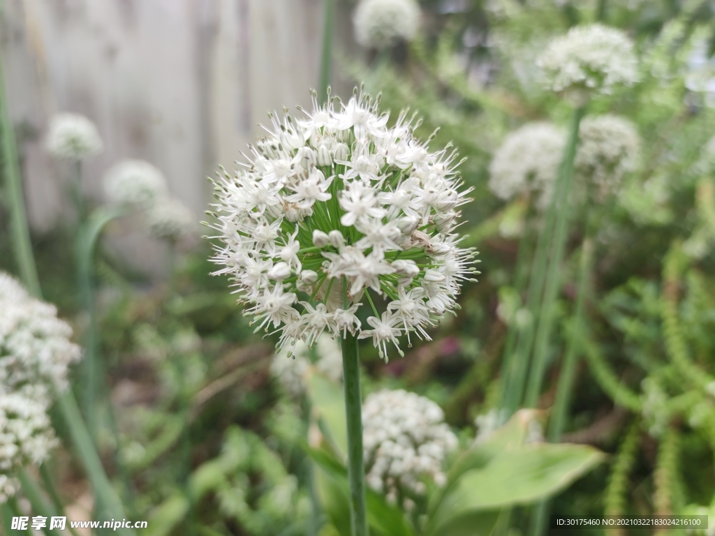 葱花 植物 花