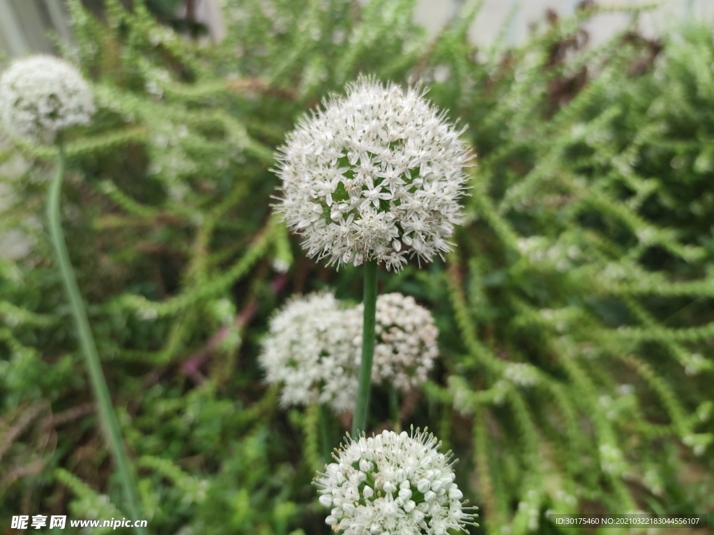 葱花 植物 花