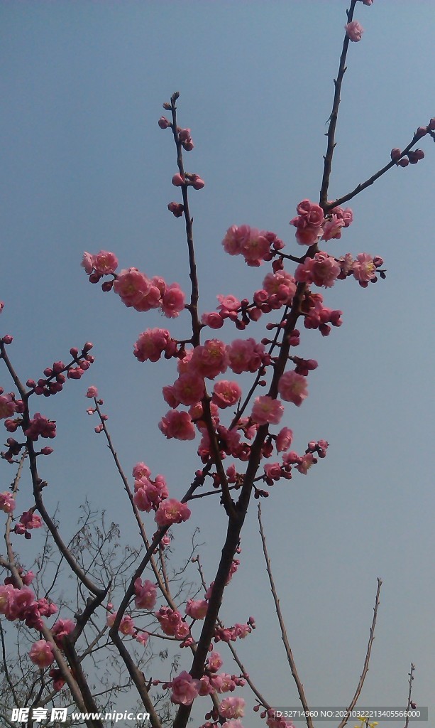 梅花