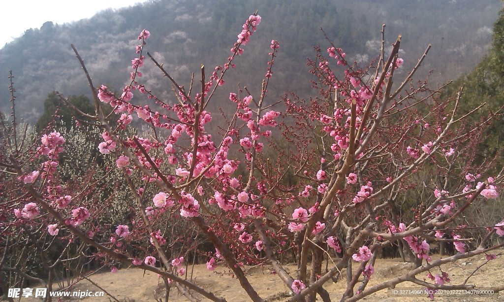 梅花
