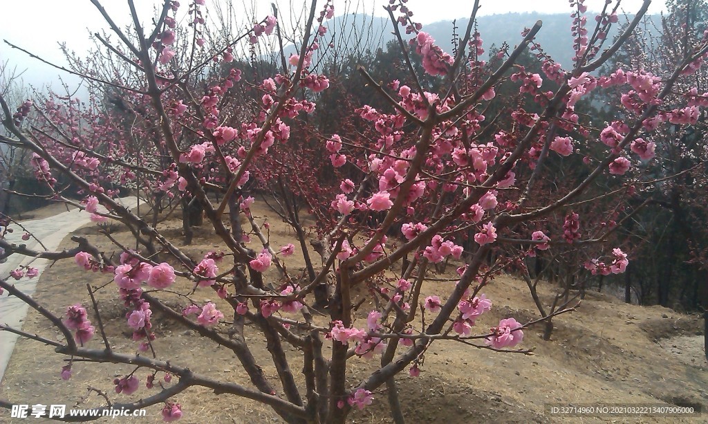 梅花