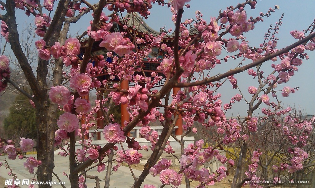 梅花