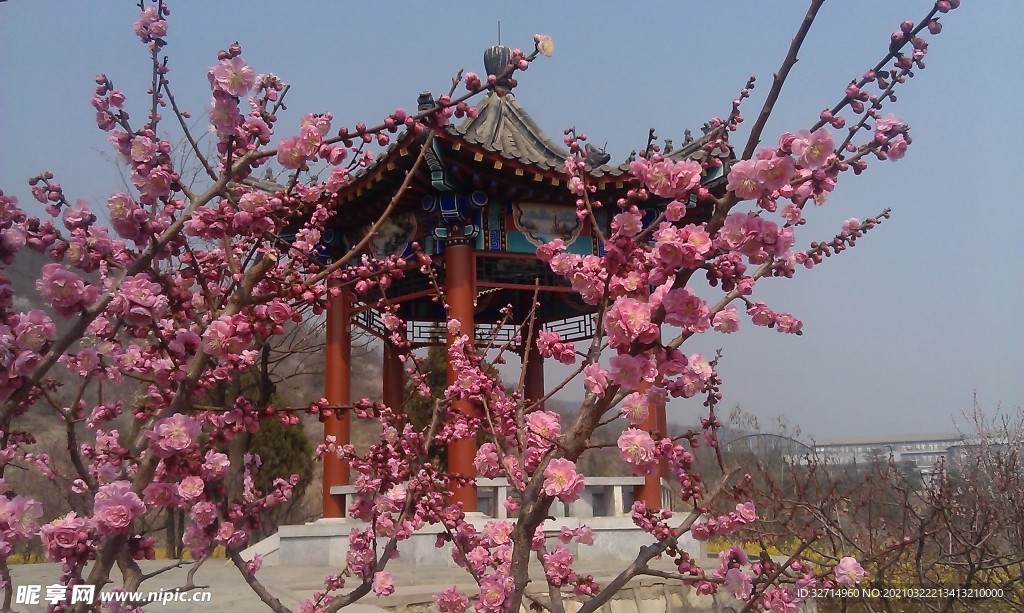 梅花