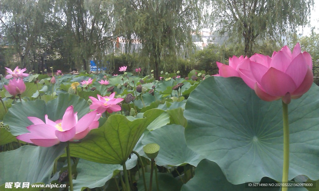 荷花