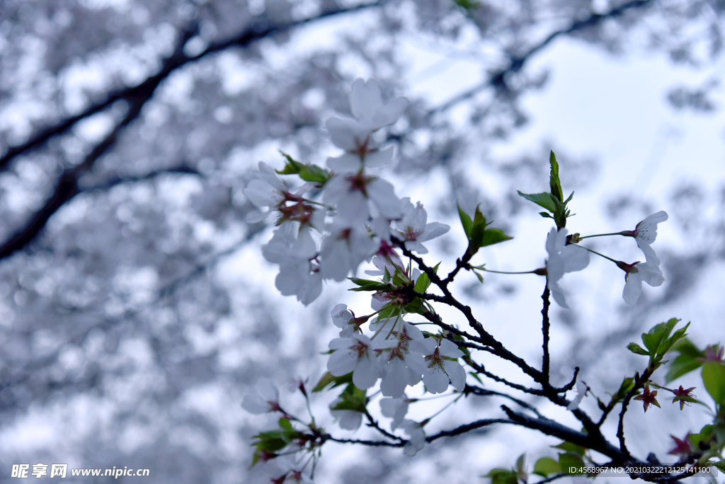 樱花