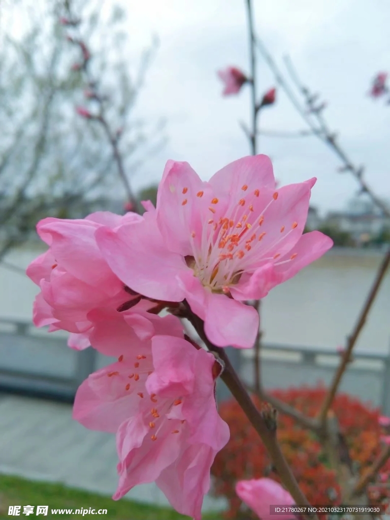 桃花