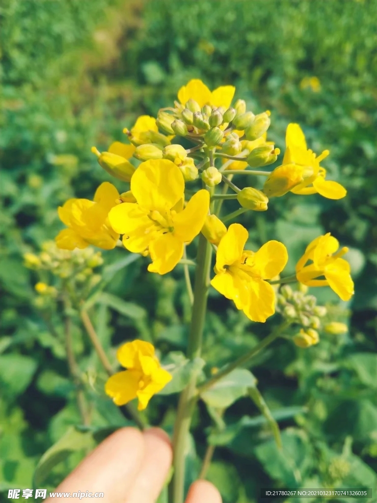 油茶花