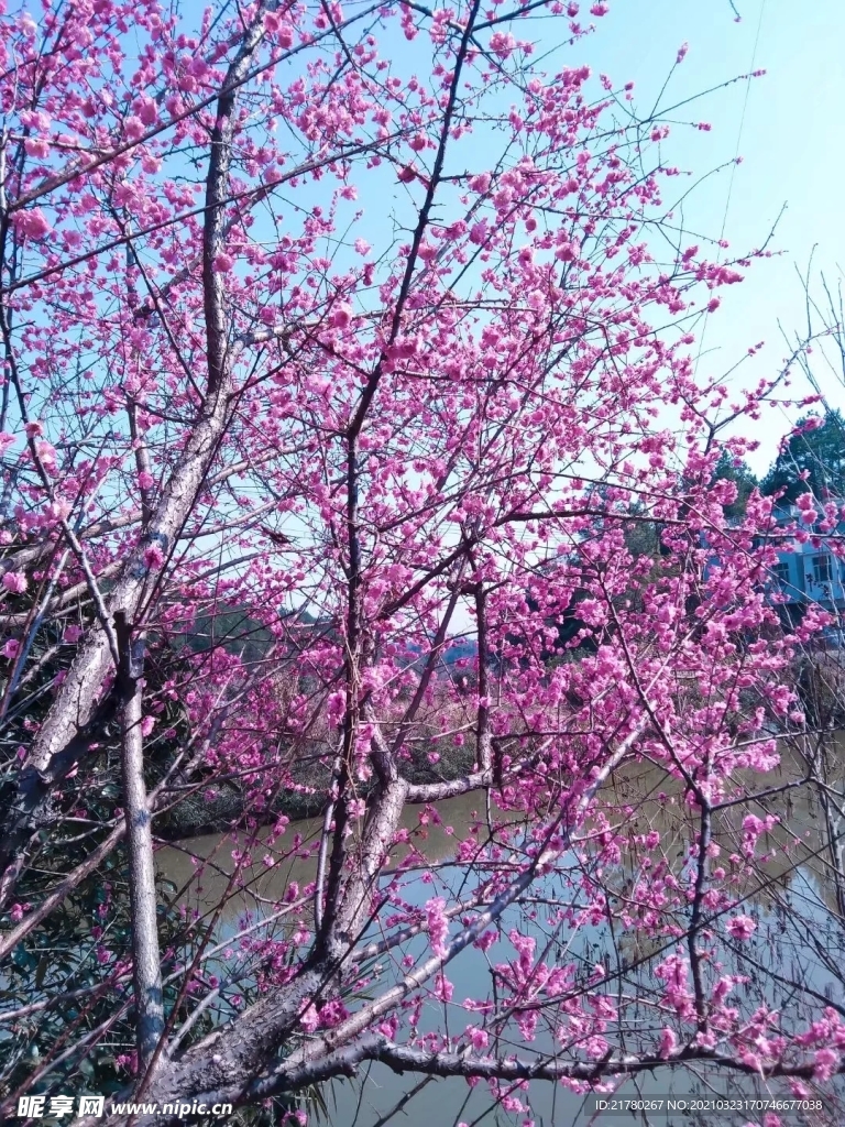桃花树