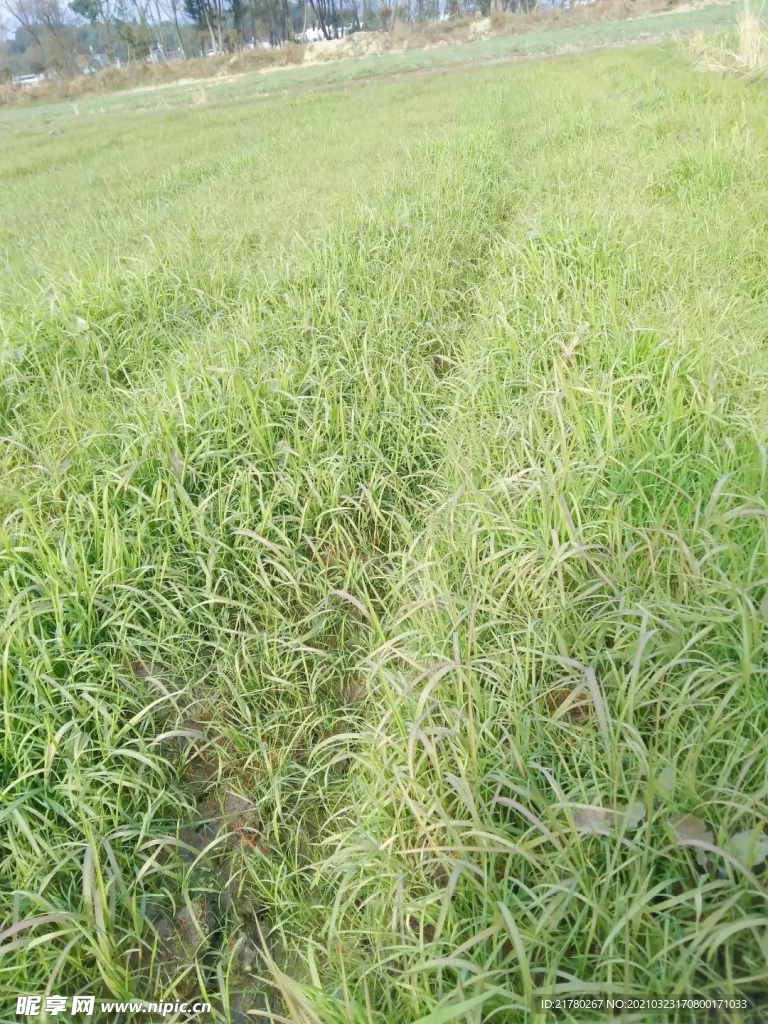 草地
