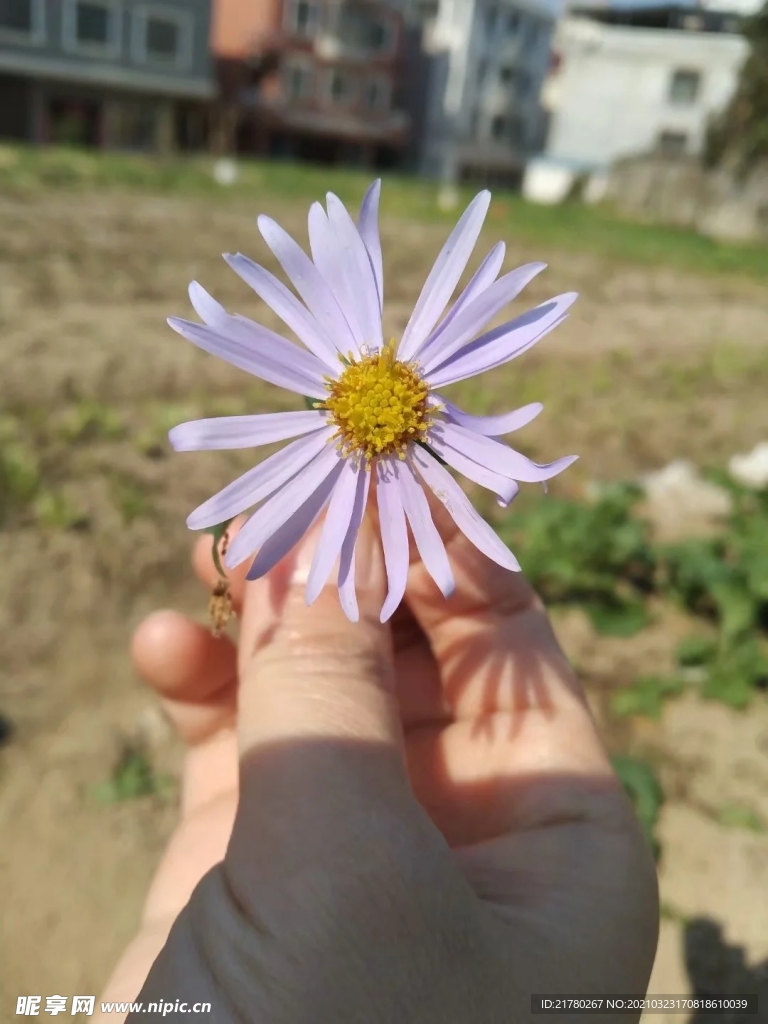小雏菊