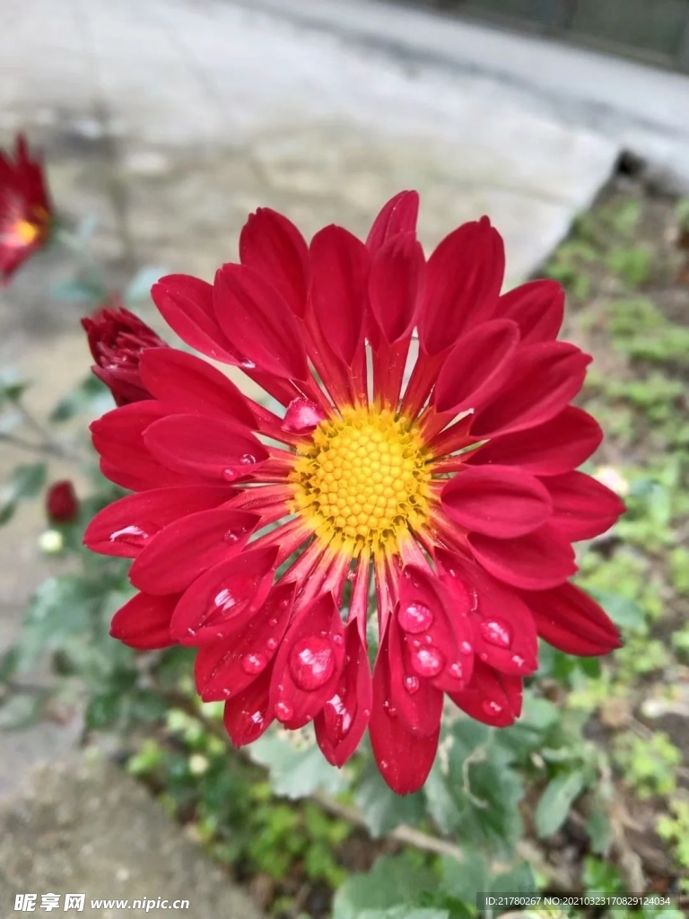 小雏菊