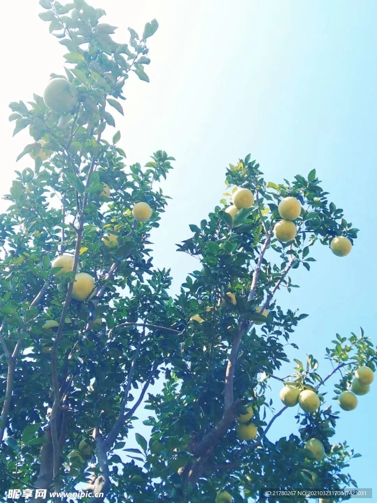 柚子树