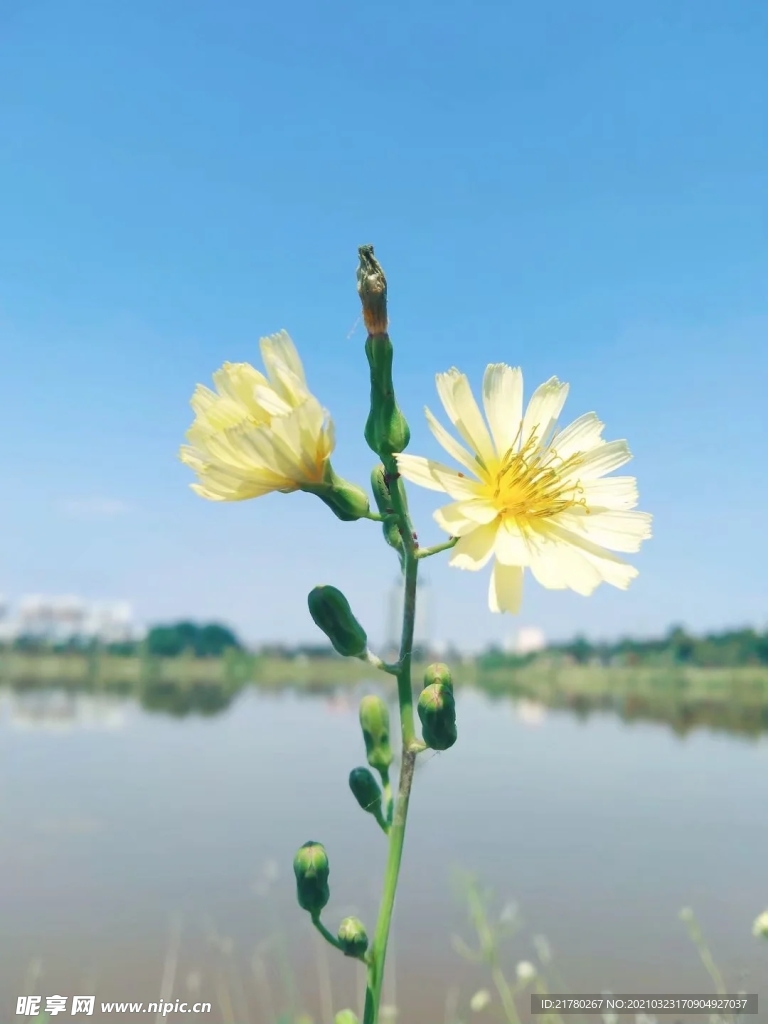 小雏菊