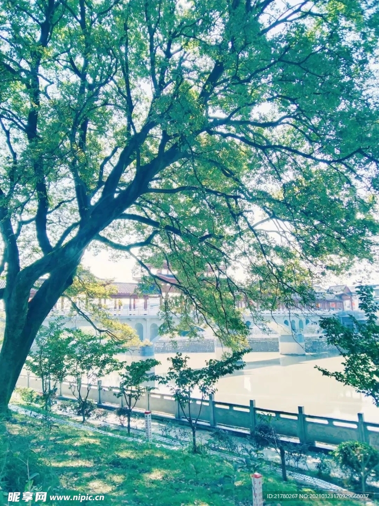 大树