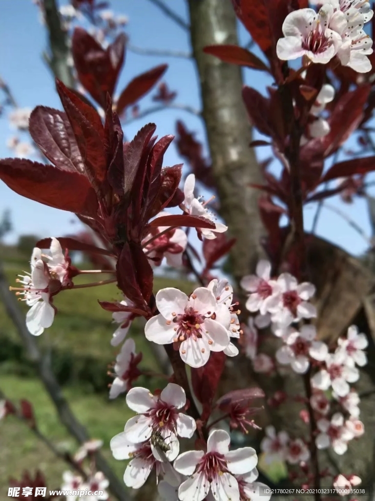 梅花树