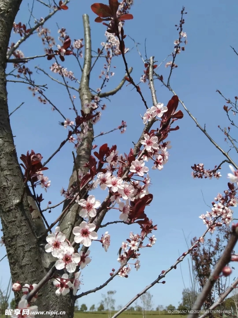 梅花