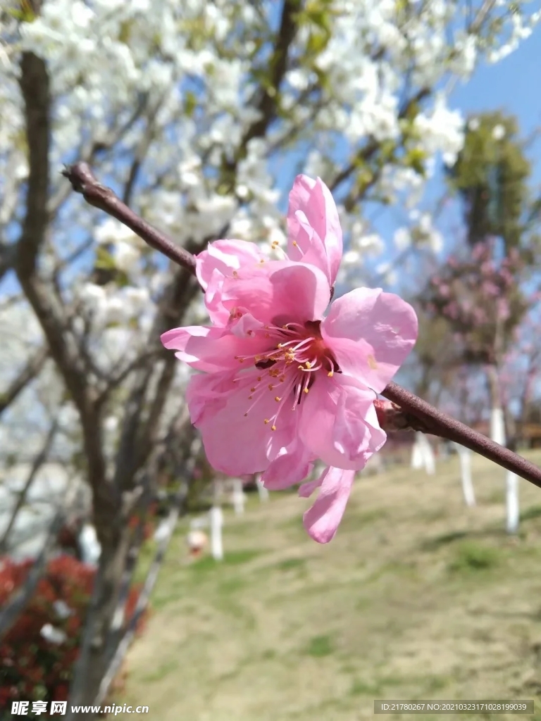 桃花