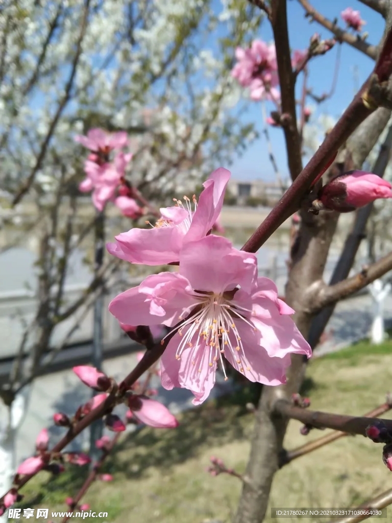 桃花