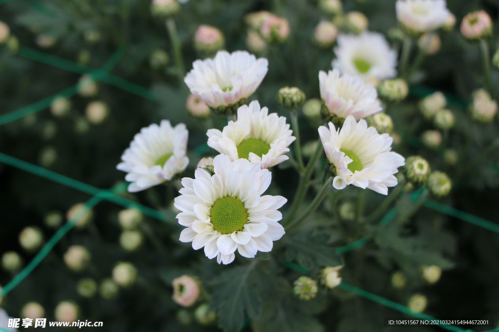 白色小雏菊微摄