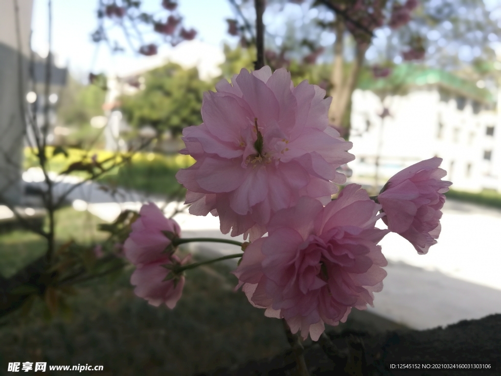 樱花