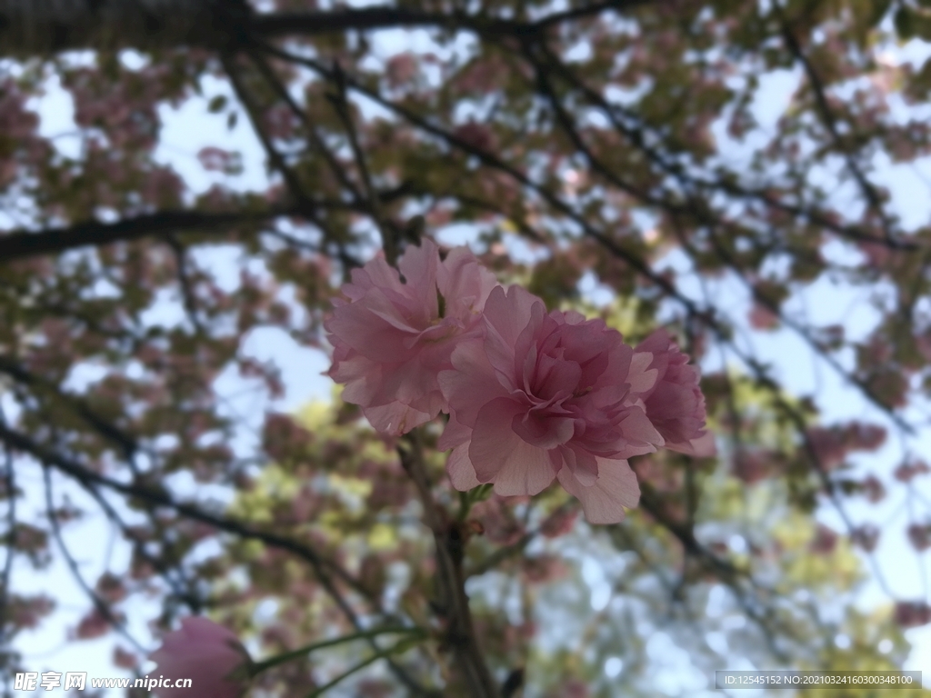 樱花