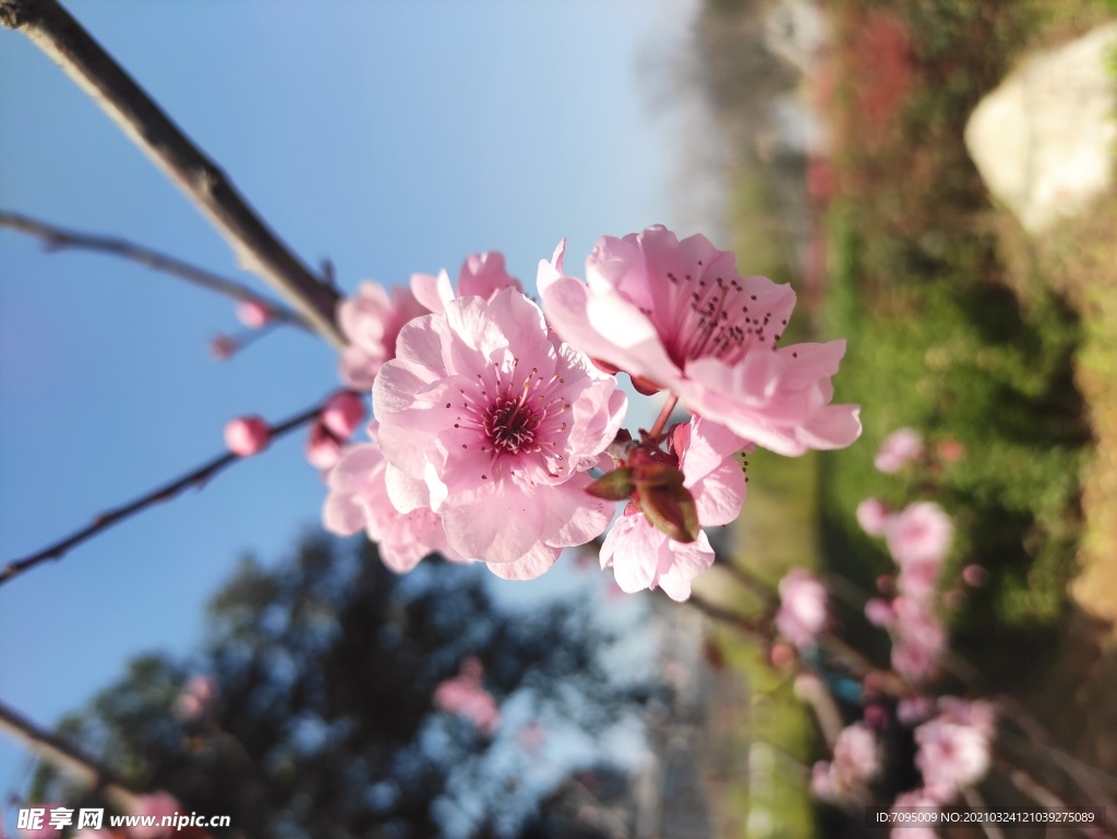 桃花
