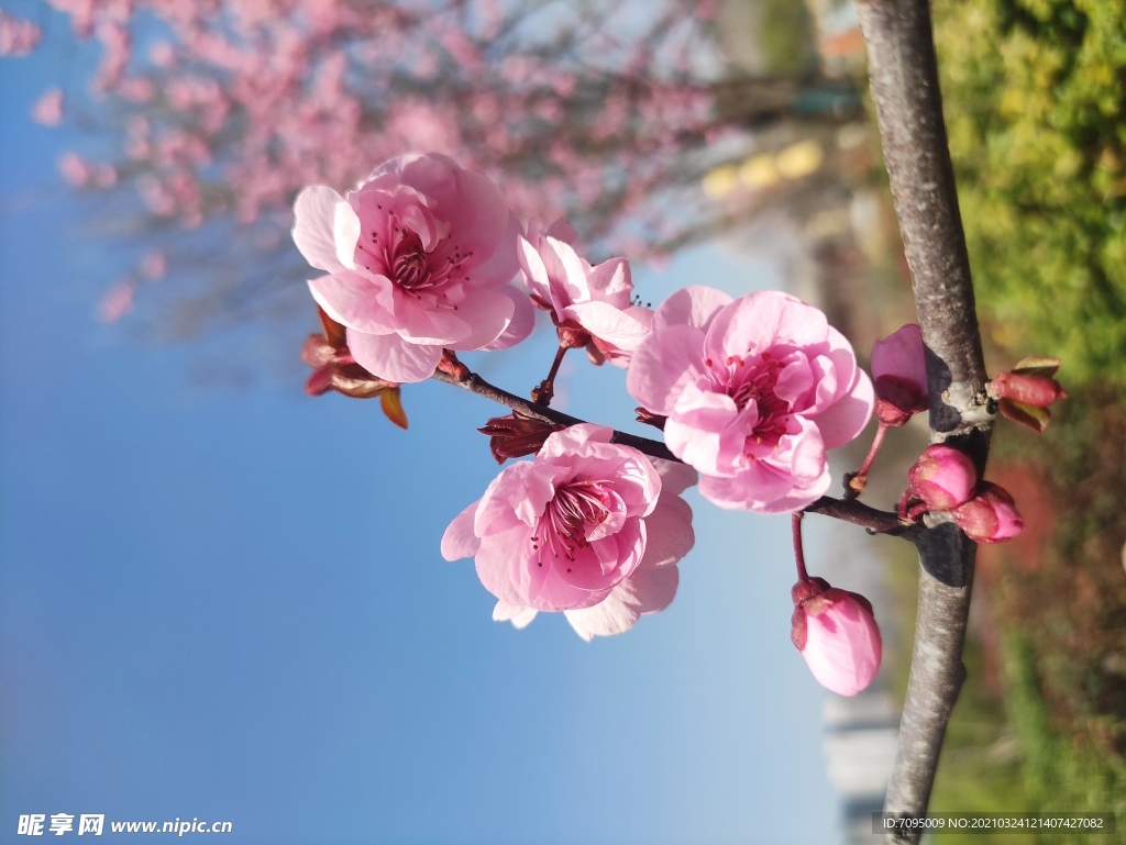 桃花