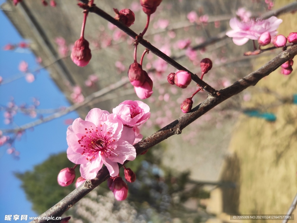 桃花樱花