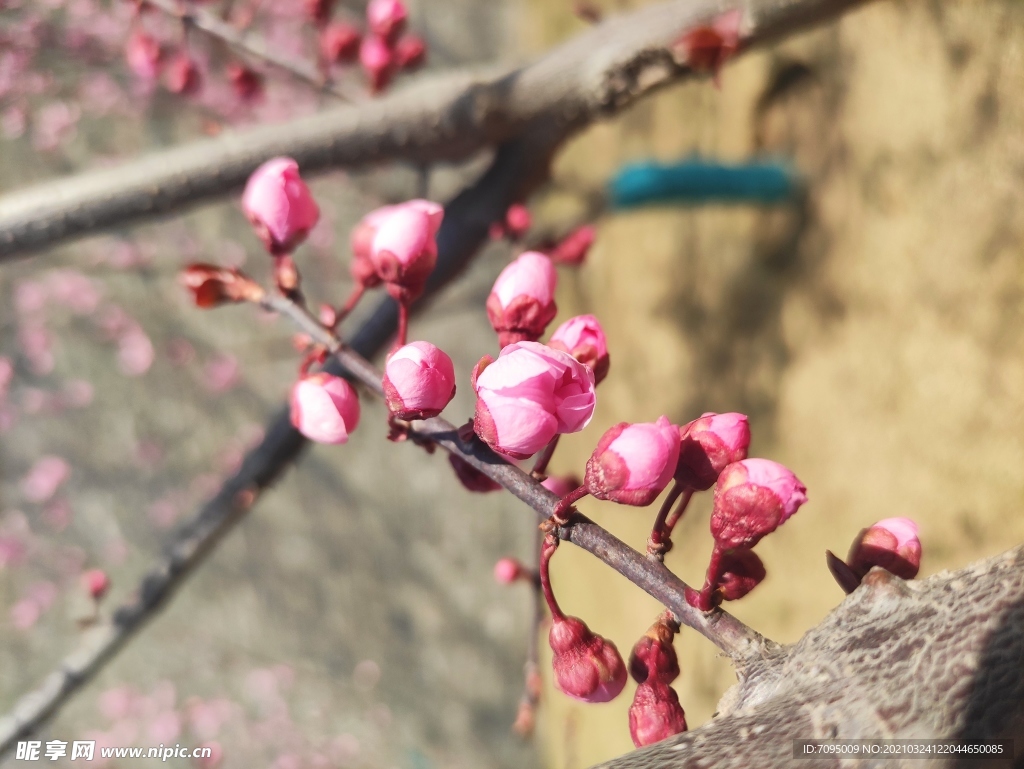 桃花