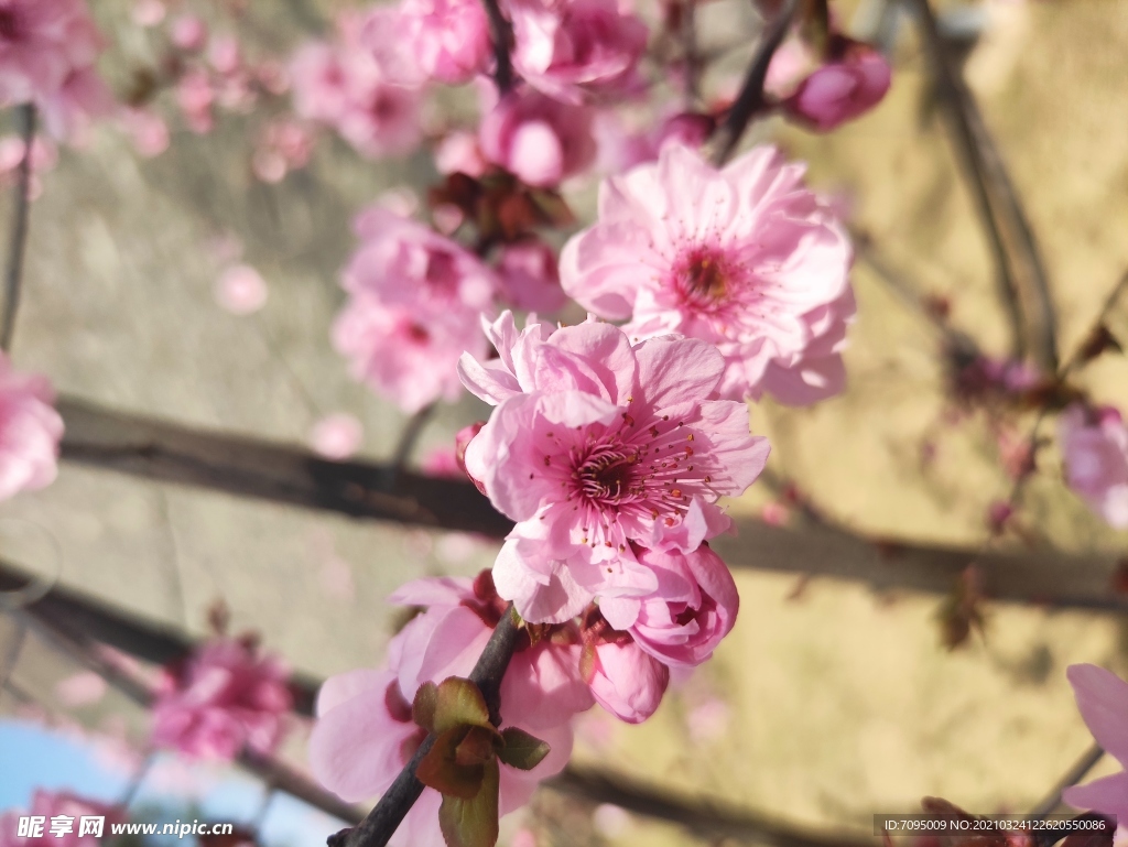 桃花 樱花