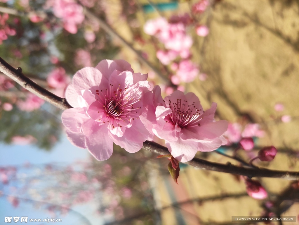 桃花