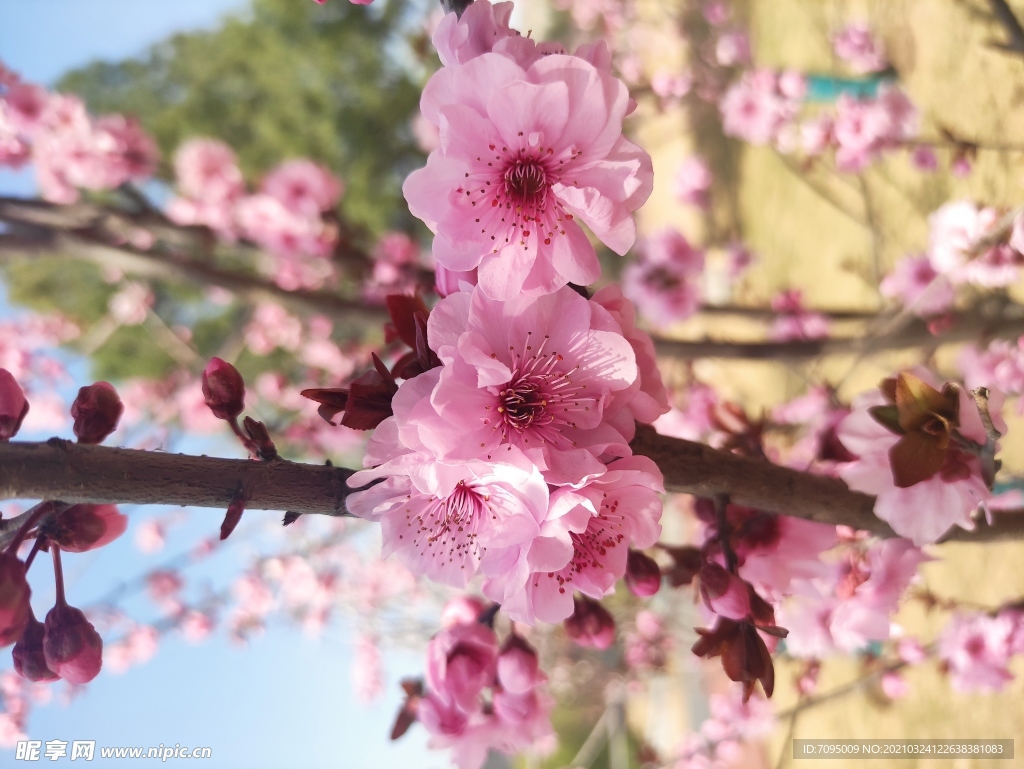 桃花