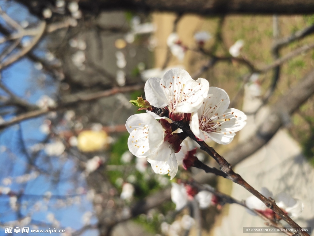 桃花