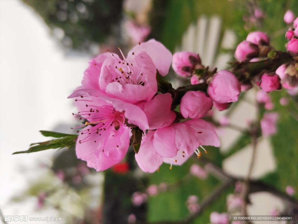 桃花