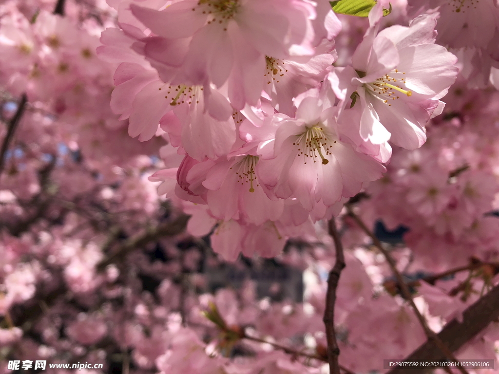 樱花