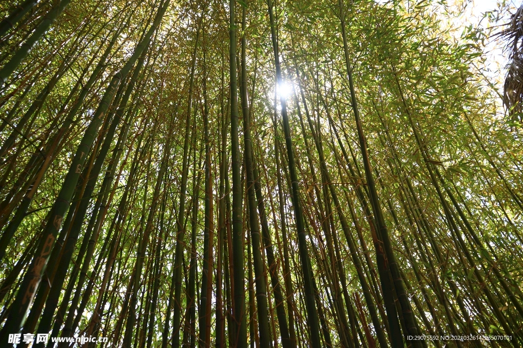 竹林