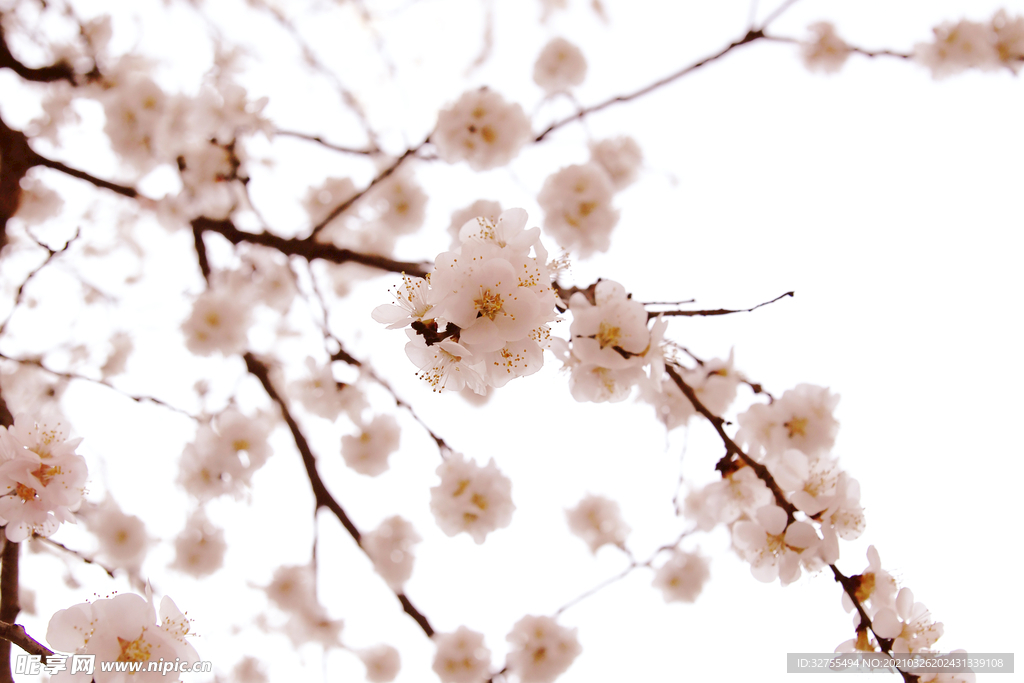粉色花