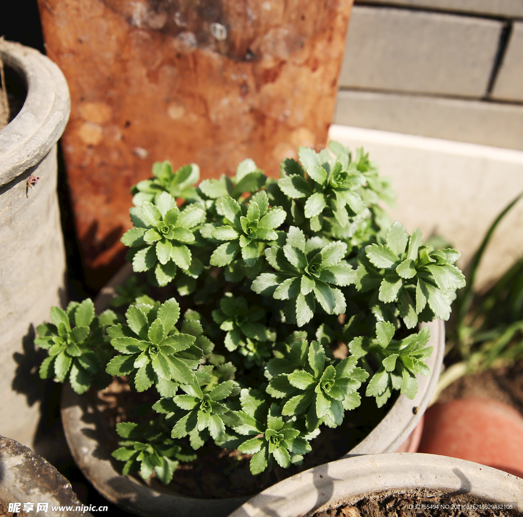 绿色植物