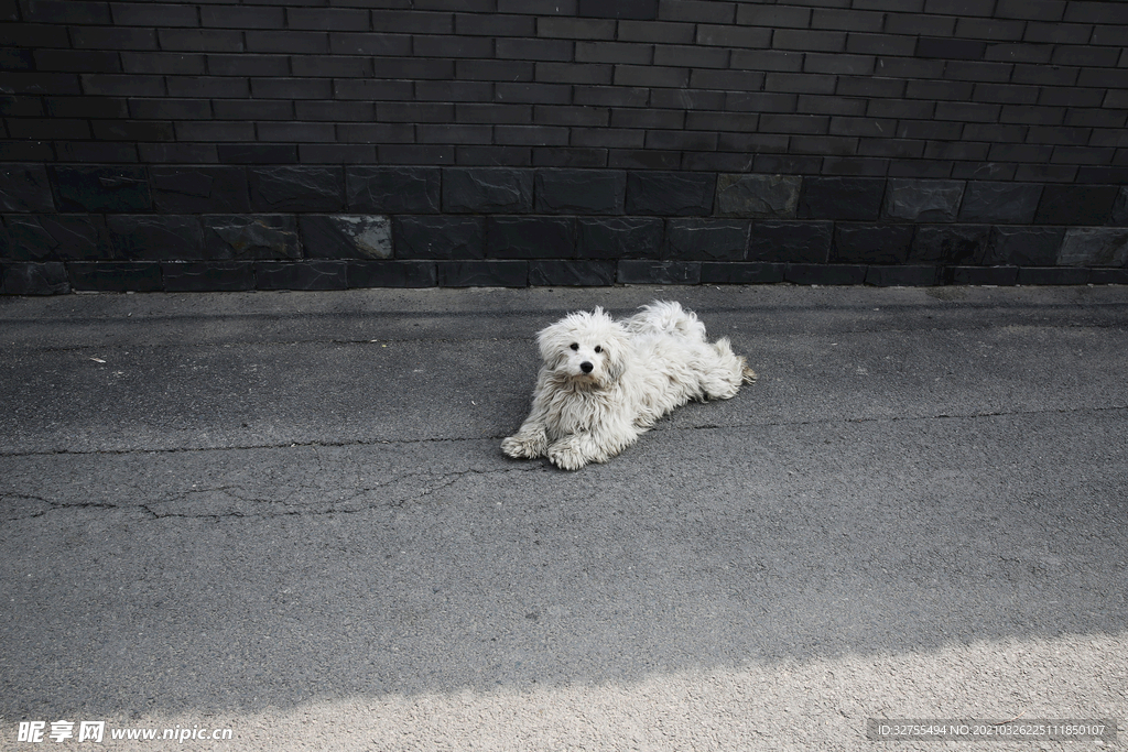 小狗