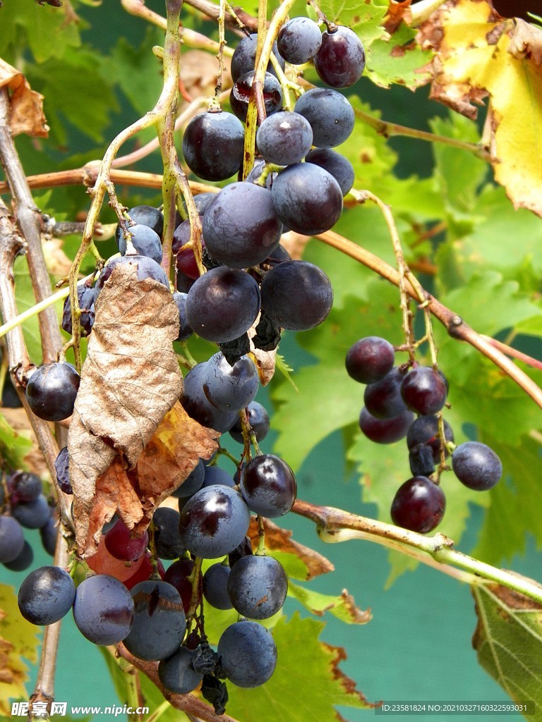 葡萄