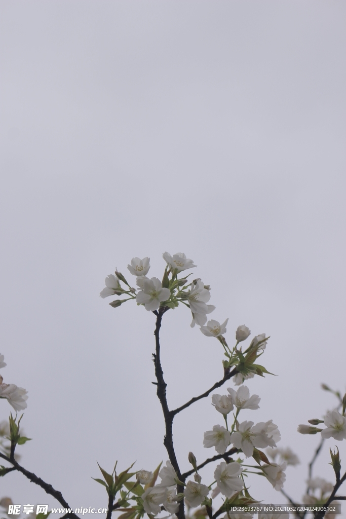白色樱花4